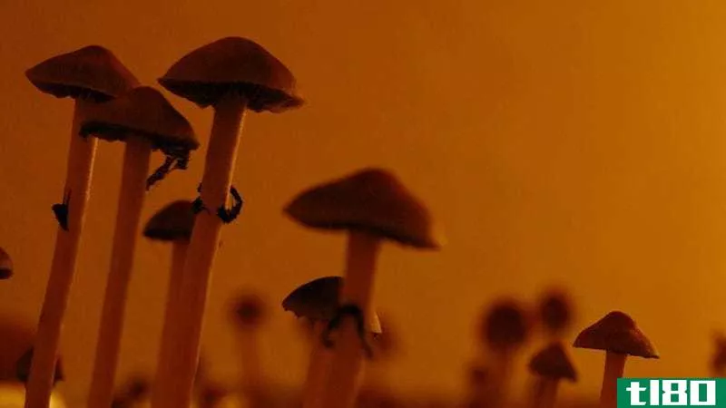 Psilocybe cubensis, or “magic mushrooms.” Photo by afgooey74.