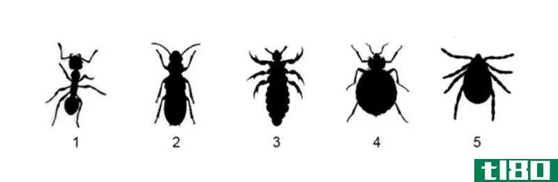 Image via American Entomologist.