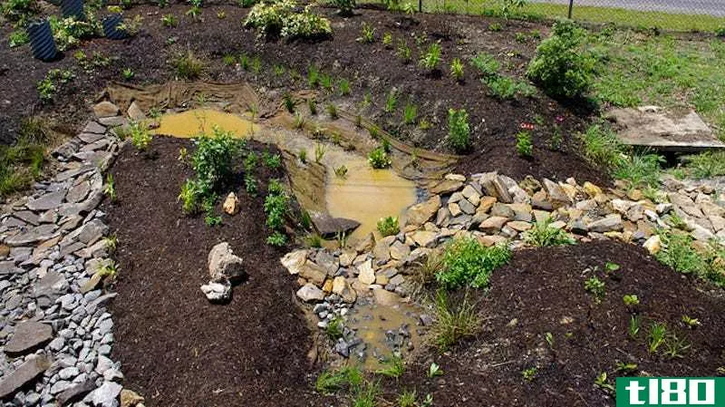 雨水花园可以阻止春天的暴风雨毁坏你的院子