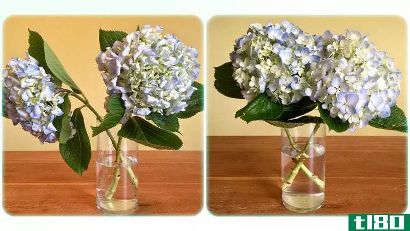 Wilting flowers on the left. The same flowers after being revived on the right. Photo by Olga Ok**an/tl80.