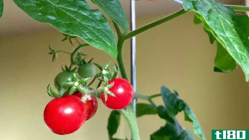 Photo of windowsill tomato plant by Olga Ok**an.