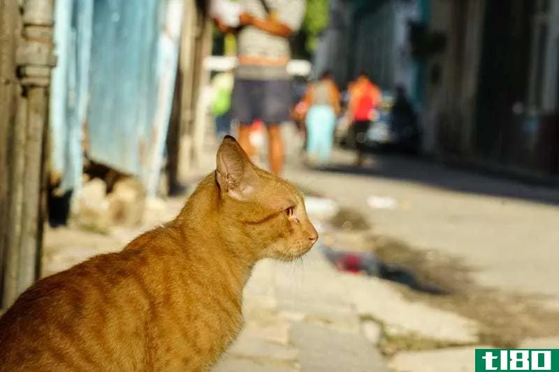 Made a kitty friend in Old Havana. I wanted to show what the streets looked like from his perspective.