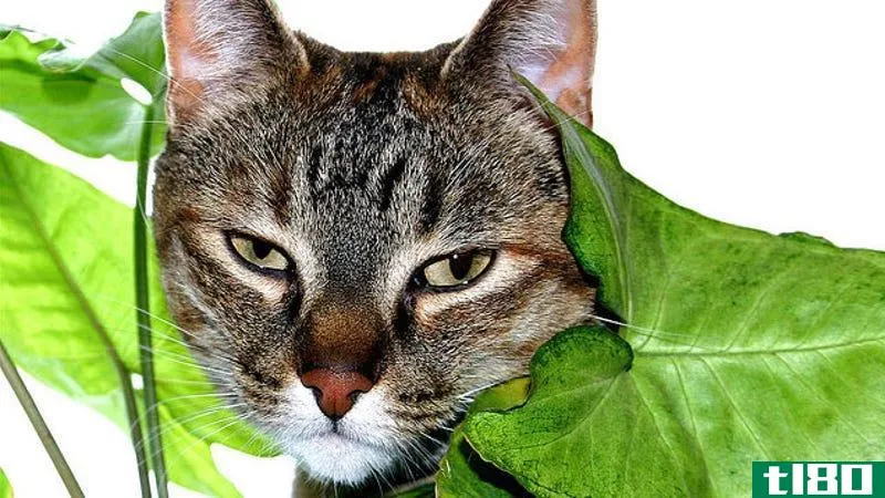Illustration for article titled Protect Your House Plants from Your Cats with Citrus Peels