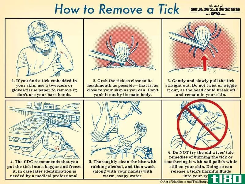 Illustration for article titled Properly Remove a Tick with this Illustrated Guide