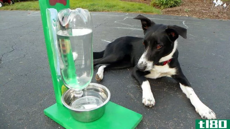 用一个两升的瓶子为宠物做一个自动饮水机