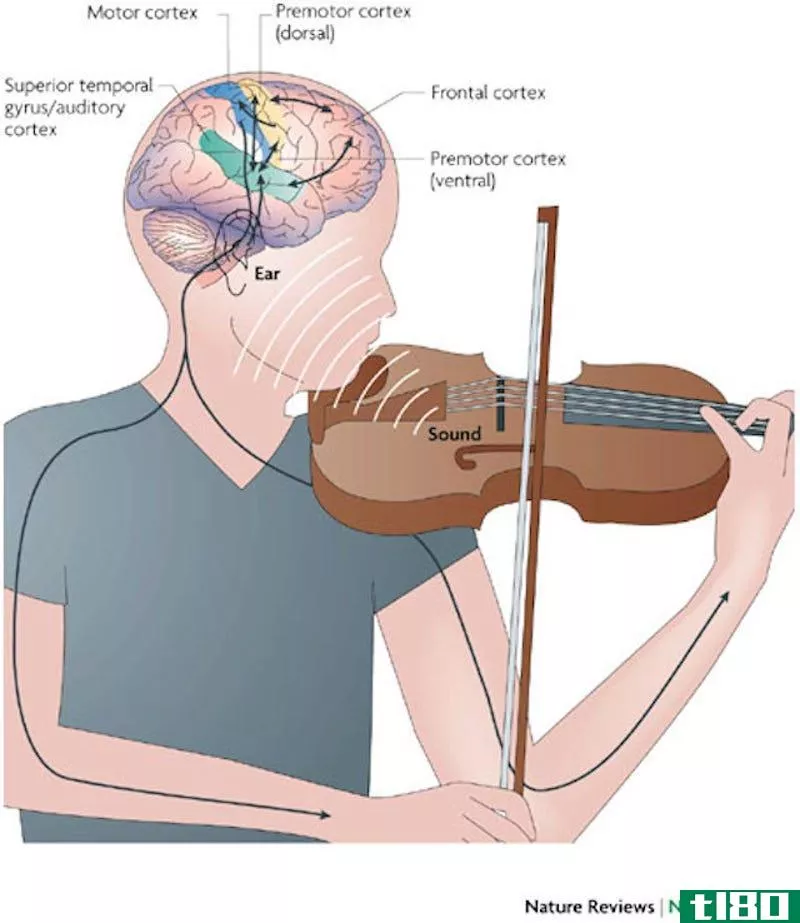 Illustration for article titled How Music Affects and Benefits Your Brain