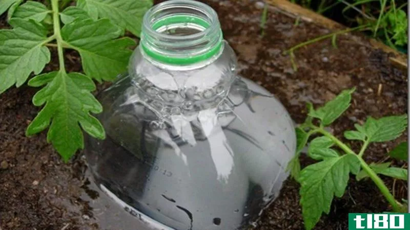 Illustration for article titled Repurpose a Soda Bottle Into a DIY Irrigation System