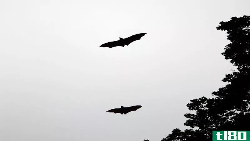 挑战：奥斯汀上空的蝙蝠它们去哪里？
