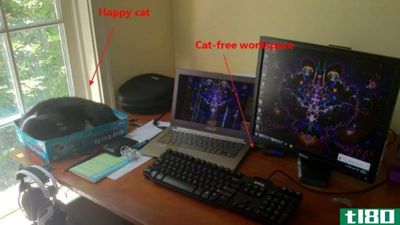 包含猫在您的工作区与棋盘游戏盒