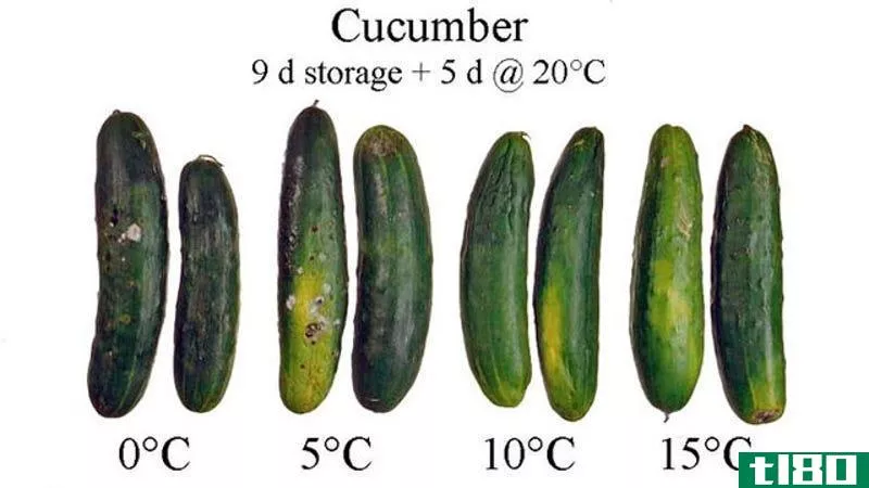 Illustration for article titled Store Cucumbers at Room Temperature So They&#39;ll Last Longer