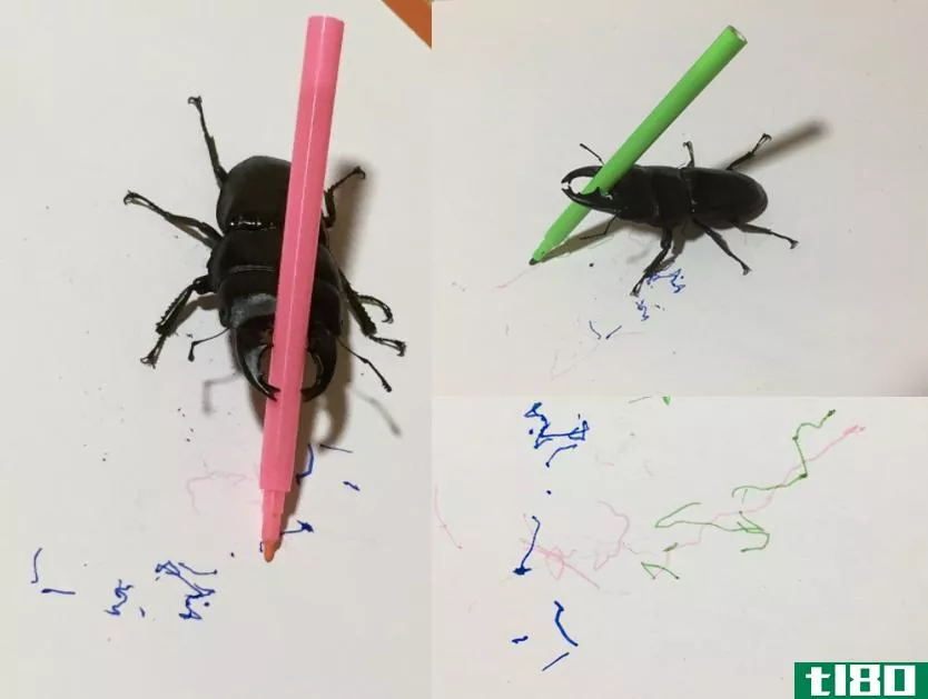 遇见雄鹿甲虫：艺术家，缪斯，和twitter的明星