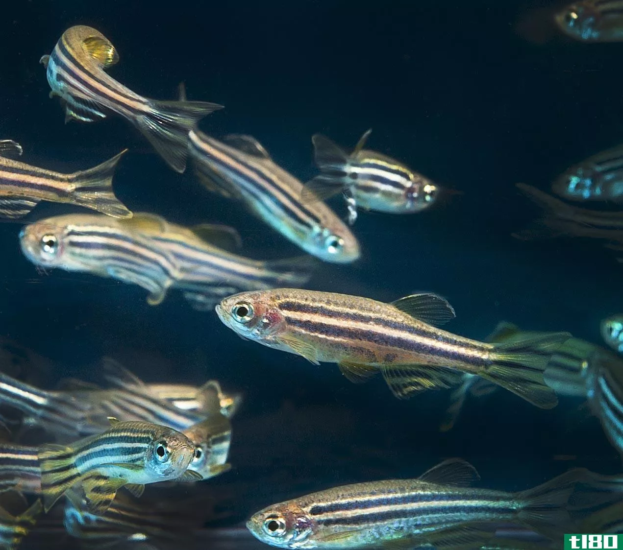 黄金、激光和防冻剂有助于使深冻鱼复活