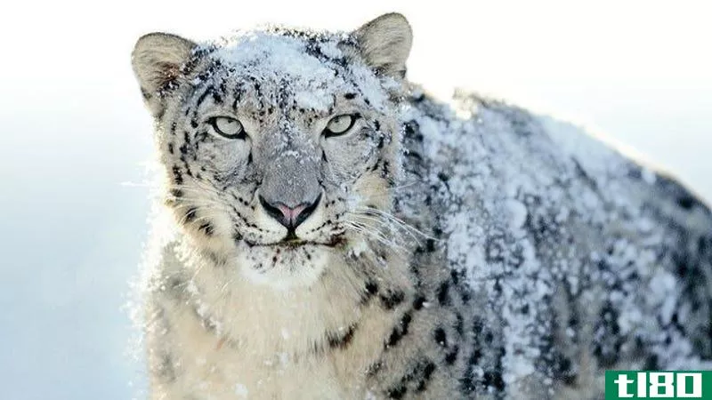 Illustration for article titled Snow Leopard Revised Security Update Fixes Rosetta Problems