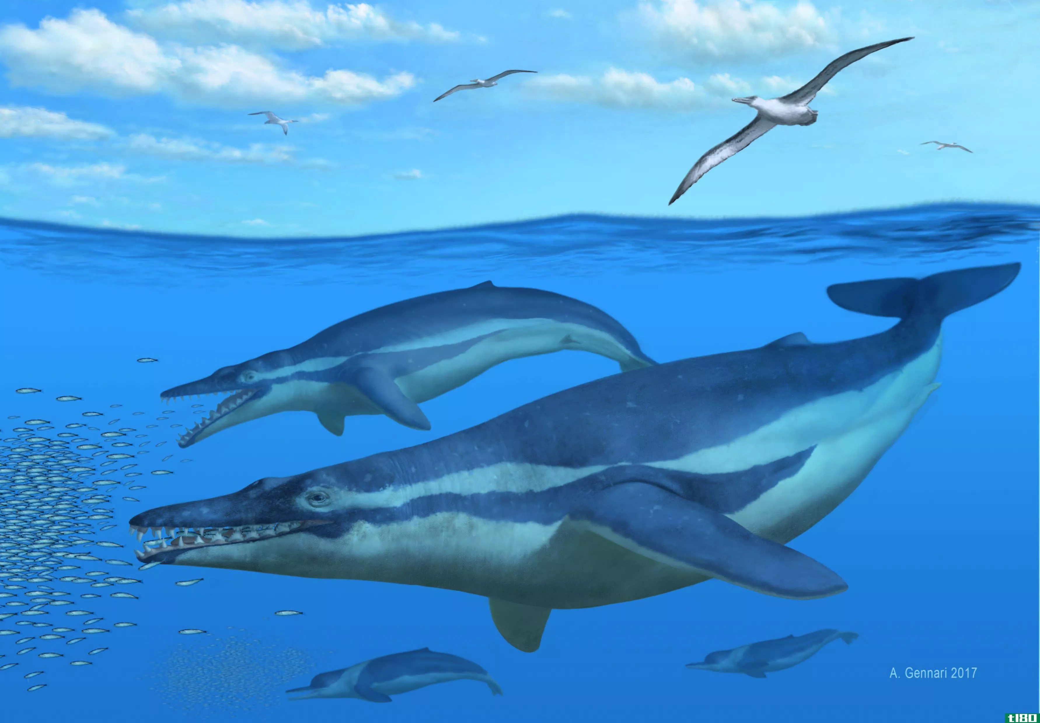 3000万年前的鲸鱼让我们深入了解现代鲸鱼是如何开始滤食的