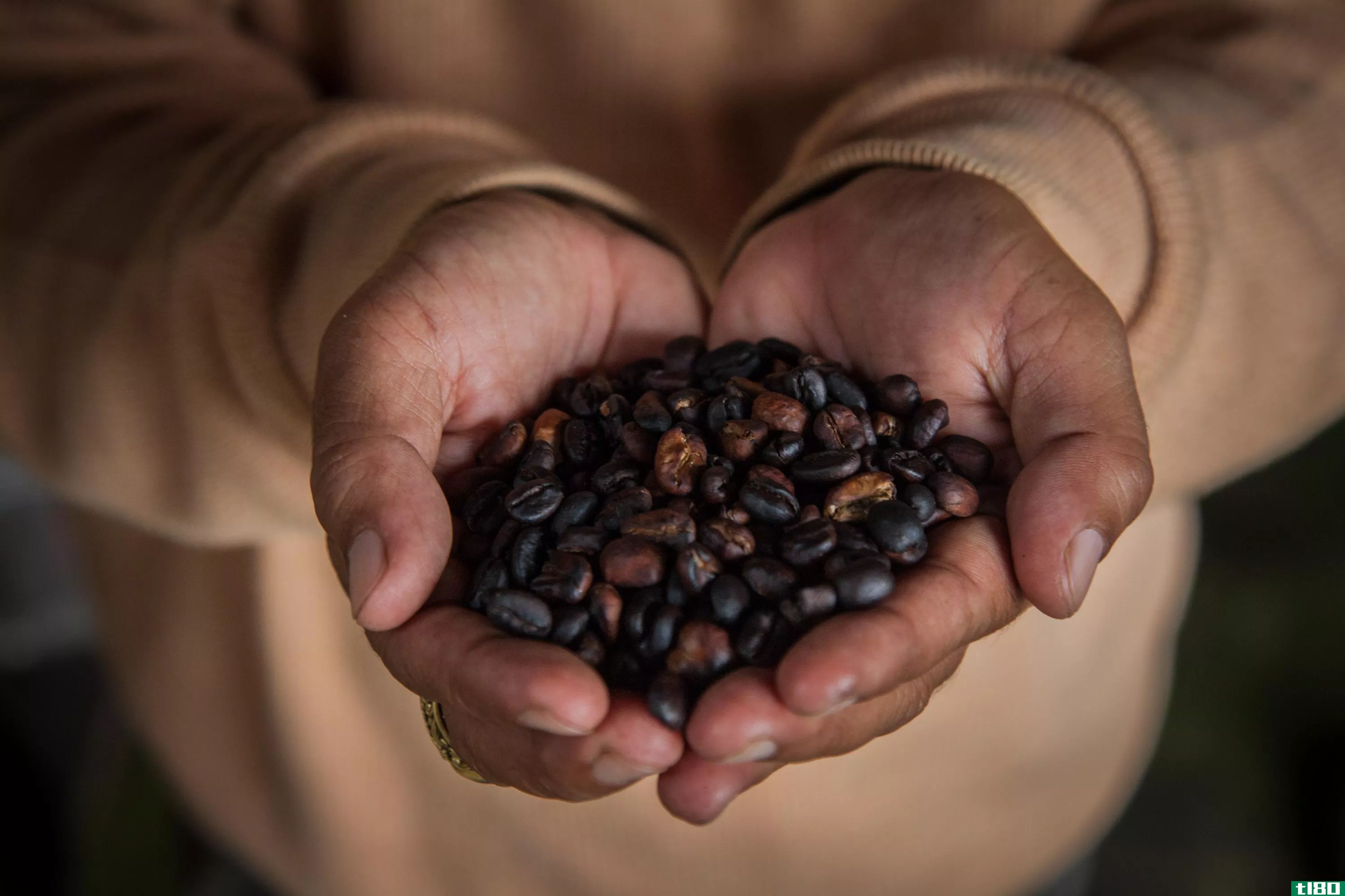 埃塞俄比亚的咖啡是气候变化的最新受害者