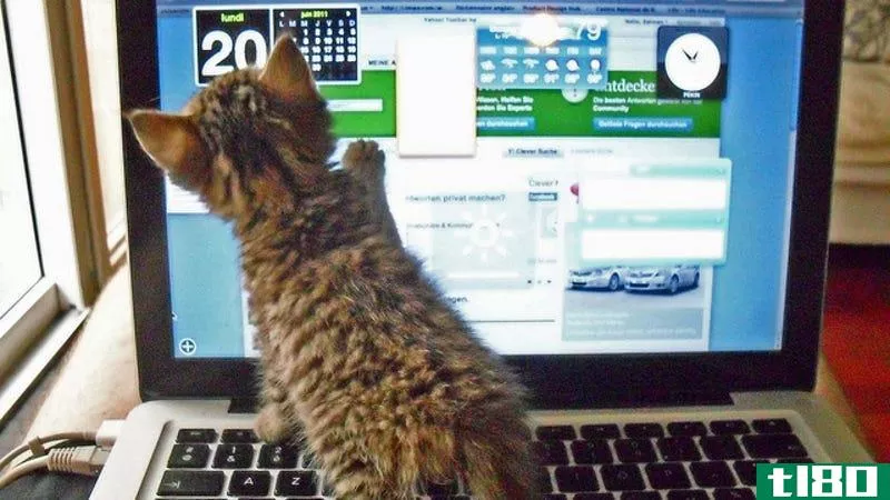 Illustration for article titled The Kitten Wants a Touchscreen in This Week&#39;s Open Thread
