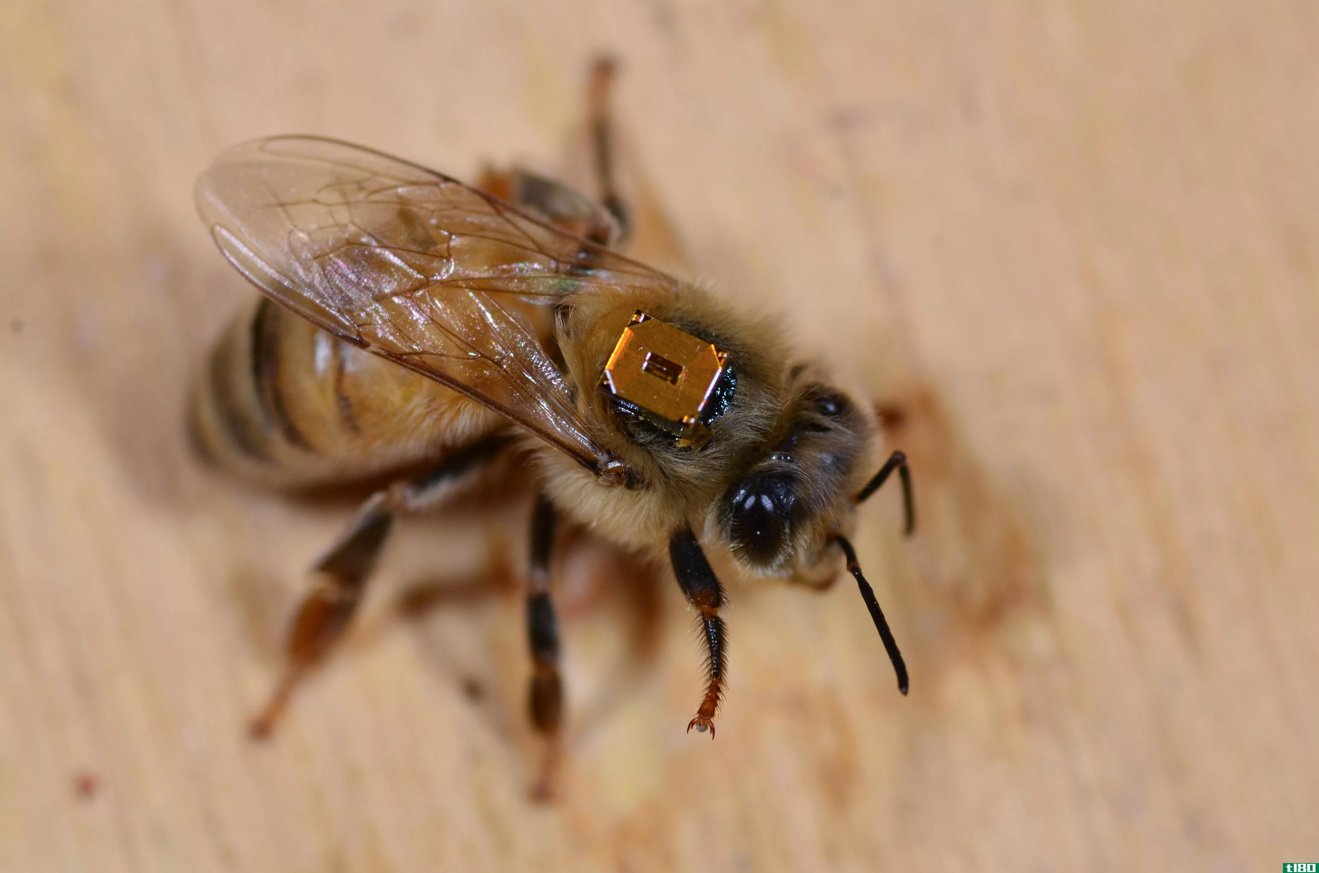 是的，杀虫剂确实会导致蜜蜂死亡