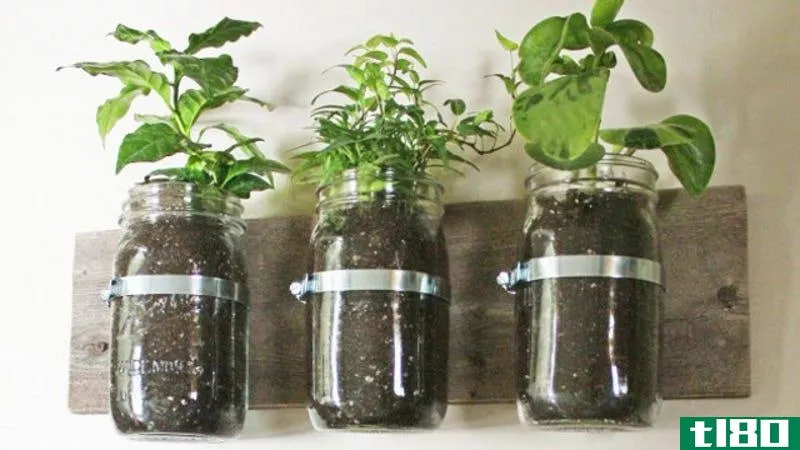 Illustration for article titled Repurpose Mason Jars Into Wall Planters