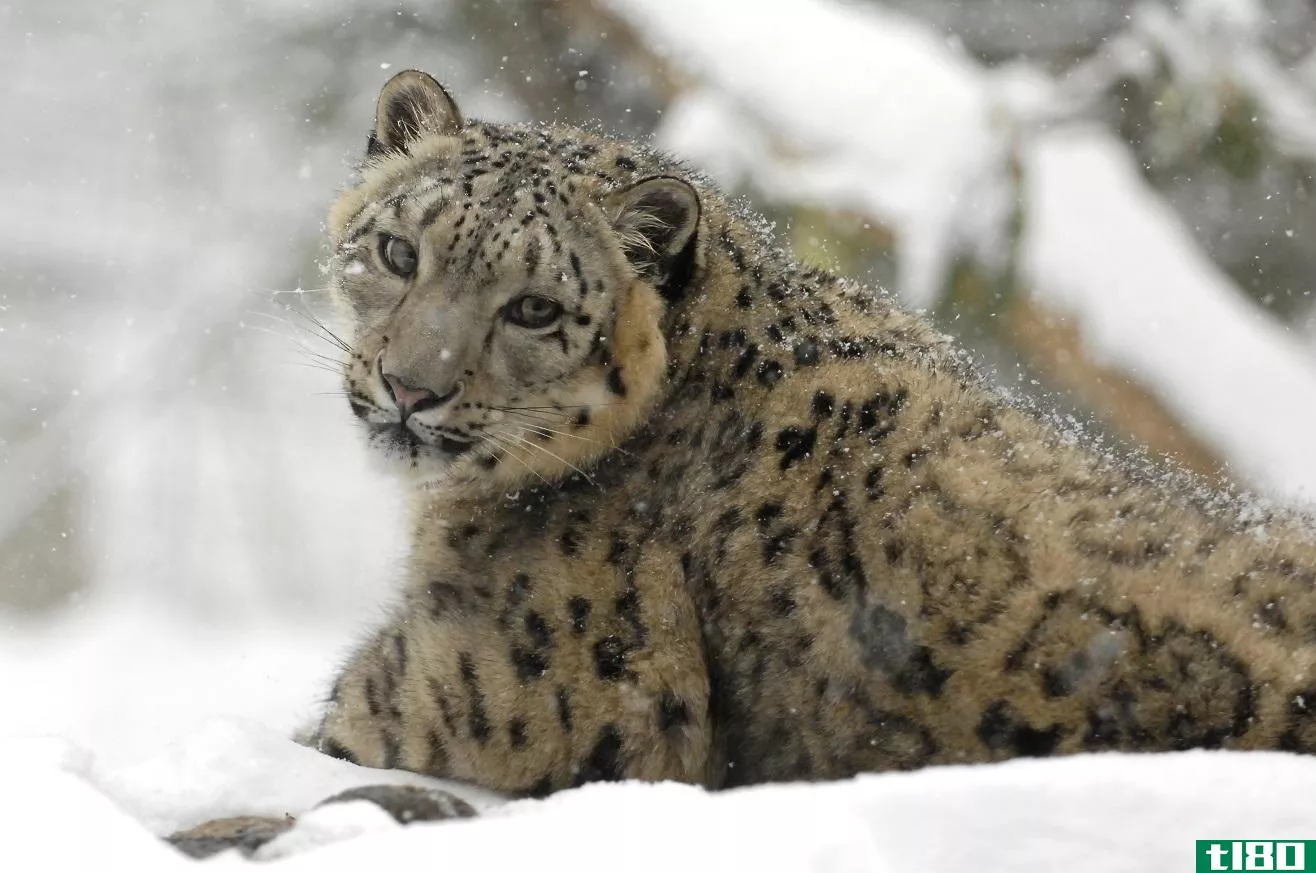 雪豹不再濒临灭绝，但这并不意味着它们是安全的