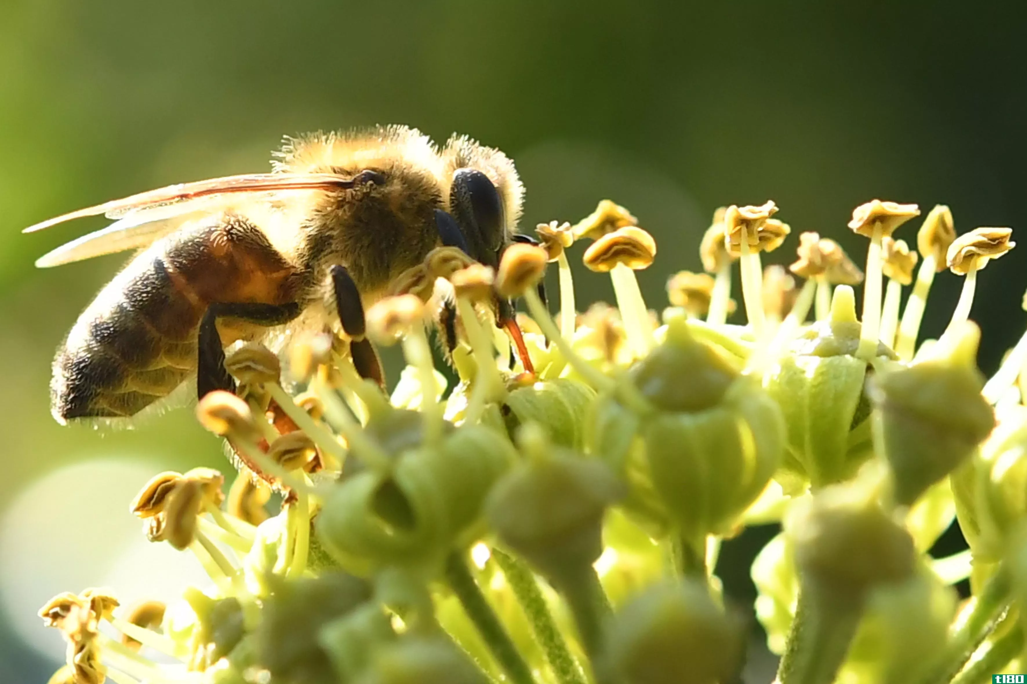 对蜜蜂来说是个坏消息：地球上四分之三的蜂蜜含有杀虫剂