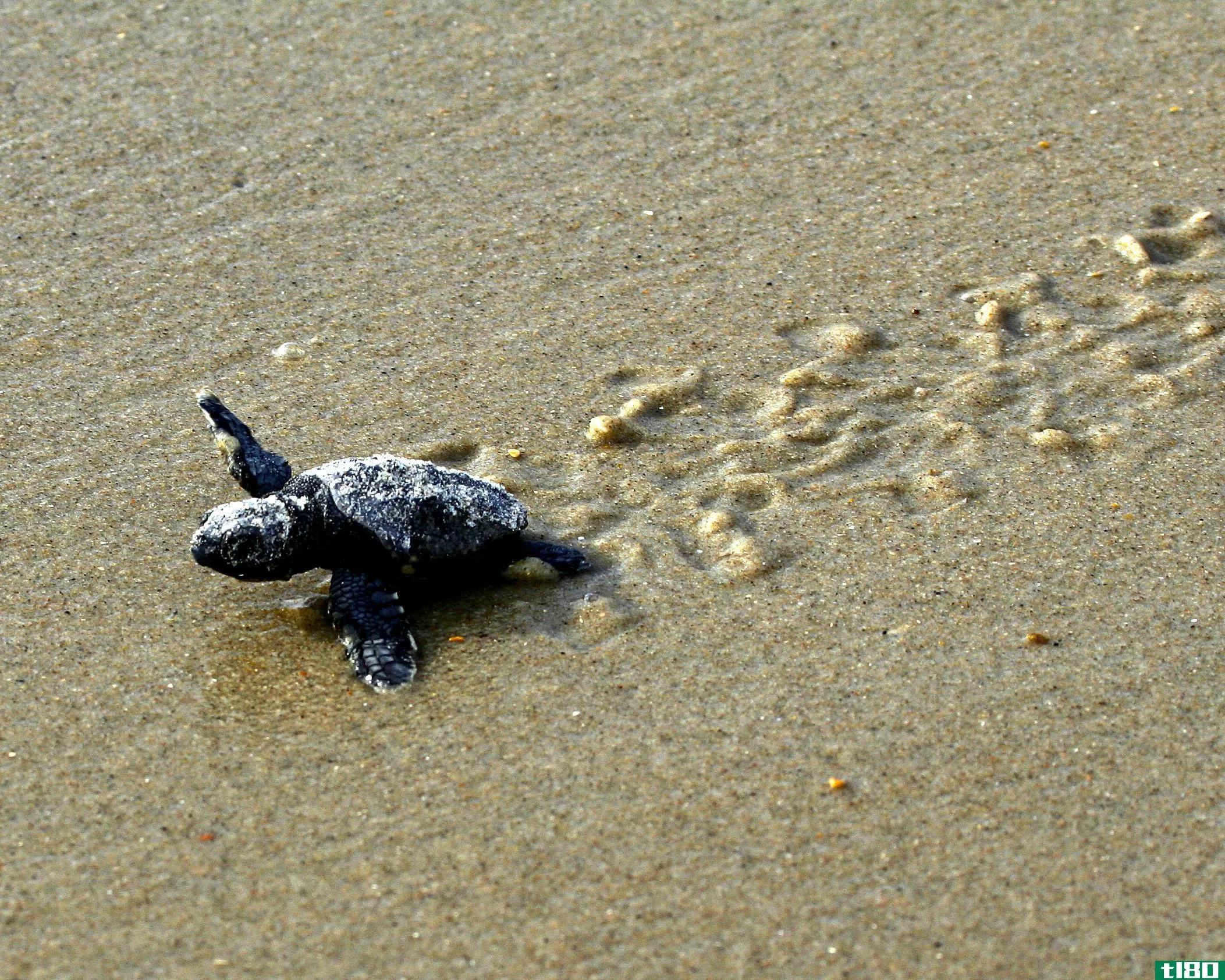 飓风厄玛可能挖了一些海龟的巢穴，你绝对不应该碰它们