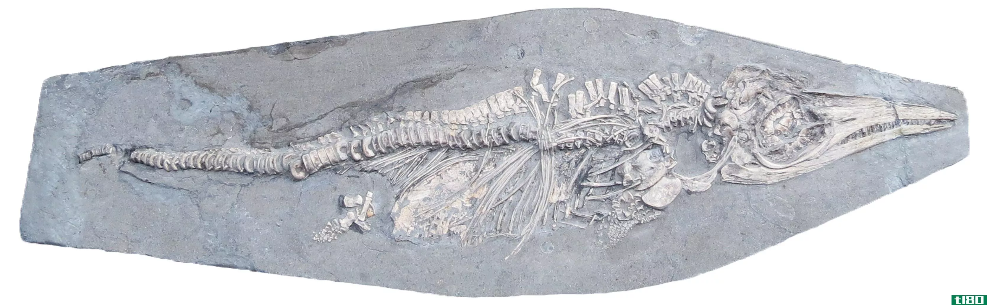 这个两亿年前的鱼龙宝宝死的时候肚子里装满了鱿鱼