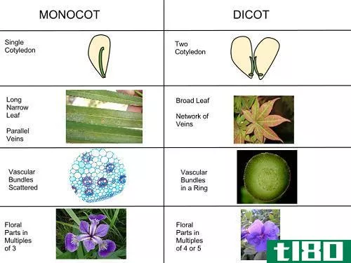单子叶植物(monocotyledon)和双子叶植物(dicotyledon)的区别