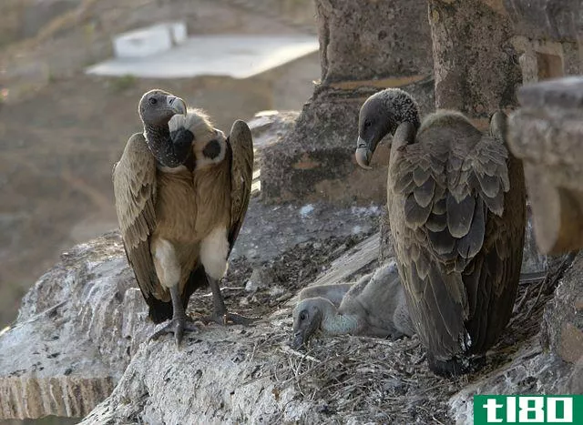 秃鹫(vultures)和秃鹰(buzzards)的区别