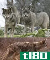 郊狼(coyote)和狼(wolf)的区别