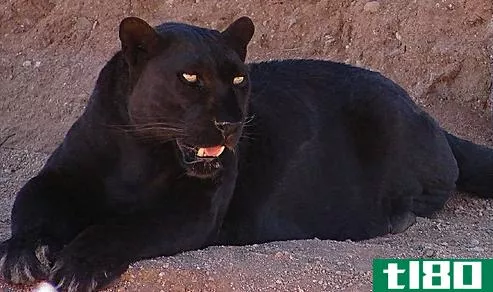 黑豹(panther)和美洲虎(jaguars)的区别