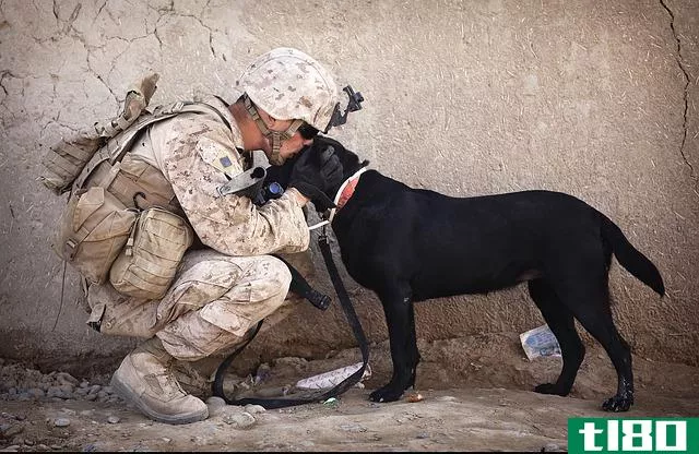 服务犬(a service dog)和治疗犬(a therapy dog)的区别
