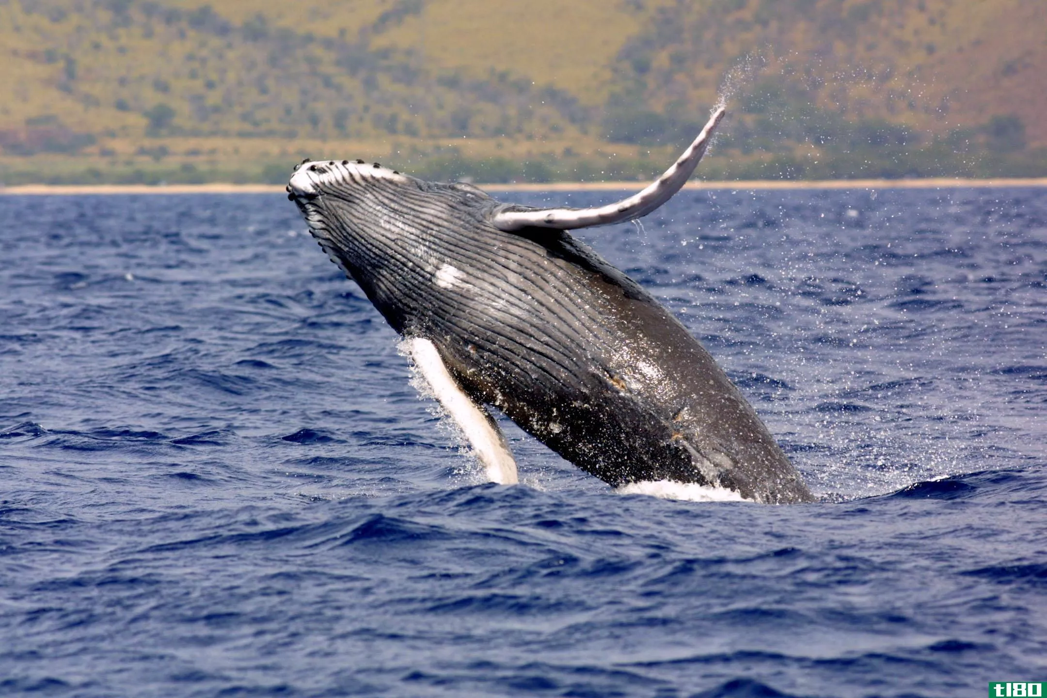 科学家利用无人机对鲸鱼的呼吸和鼻涕进行取样
