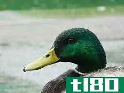 绿头鸭(the a mallard)和一只鸭子(a duck)的区别