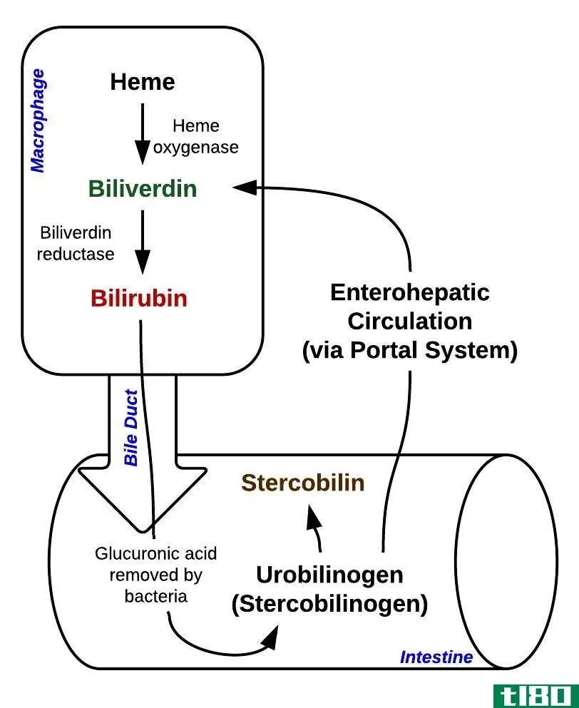 结合胆红素(conjugated bilirubin)和未结合胆红素(unconjugated bilirubin)的区别