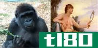 大猩猩(gorillas)和人类(humans)的区别