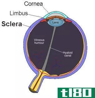 结膜(conjunctiva)和巩膜(sclera)的区别