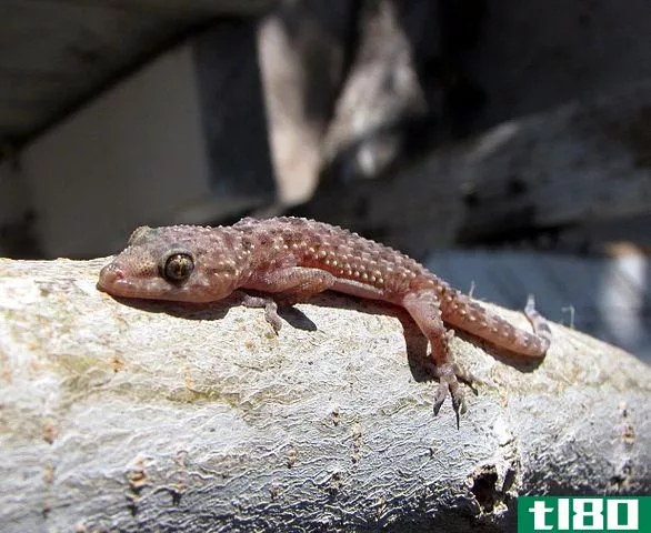 壁虎(geckos)和蝾螈(salamanders)的区别