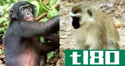 猿类(apes)和猴子(monkeys)的区别
