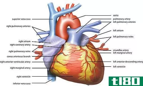 猪心比较(comparison of pig’s heart)和人的心脏(human heart)的区别