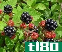 黑莓(blackberry)和黑树莓(black raspberry)的区别