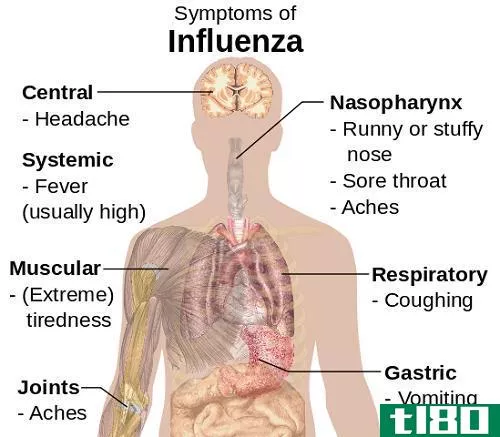 流感(the flu)和胃病(stomach bug)的区别