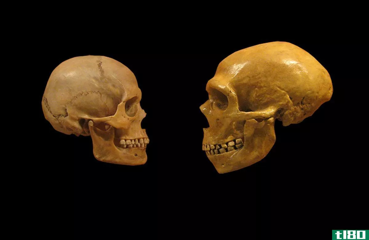 性、疾病和灭绝：古代dna告诉我们关于人类和尼安德特人的什么