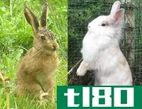 兔子(rabbit)和野兔(hare)的区别