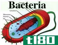 古细菌(archaea)和细菌(bacteria)的区别