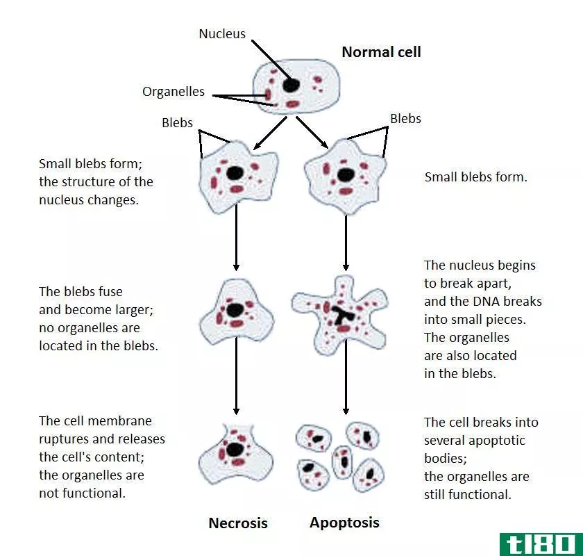 坏死(necrosis)和细胞凋亡(apoptosis)的区别