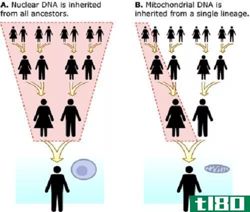 线粒体dna(mitochondrial dna)和核dna(nuclear dna)的区别