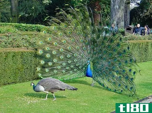 孔雀的区别(differences between peacock)和皮亨(peahen)的区别