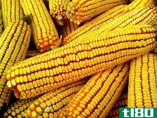 白色(white)和黄玉米(yellow corn)的区别