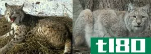 山猫(lynx)和山猫(bobcat)的区别