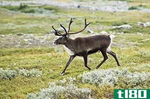 驯鹿的区别(differences between caribou)和驯鹿(reindeer)的区别